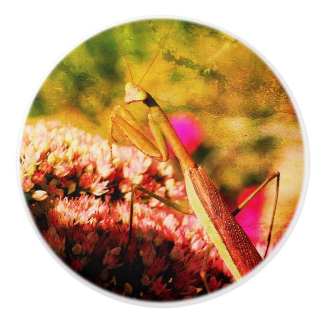 Praying Mantis on Sedum Flower Abstrakt Grunge Knopp (Framsidan)