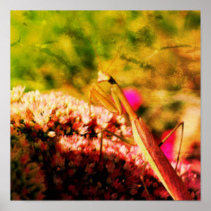 Praying Mantis on Sedum Flower Abstrakt Grunge Poster