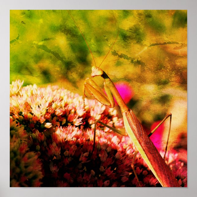 Praying Mantis on Sedum Flower Abstrakt Grunge Poster (Framsidan)