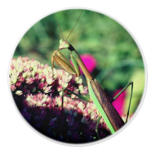 Praying Mantis on Sedum Flower Knopp