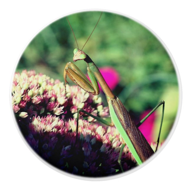 Praying Mantis on Sedum Flower Knopp (Framsidan)