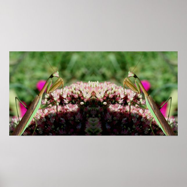 Praying Mantis on Sedum Flower Spegel Abstrakt Poster (Framsidan)