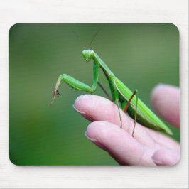 Praying Mantis på en hand Musmatta