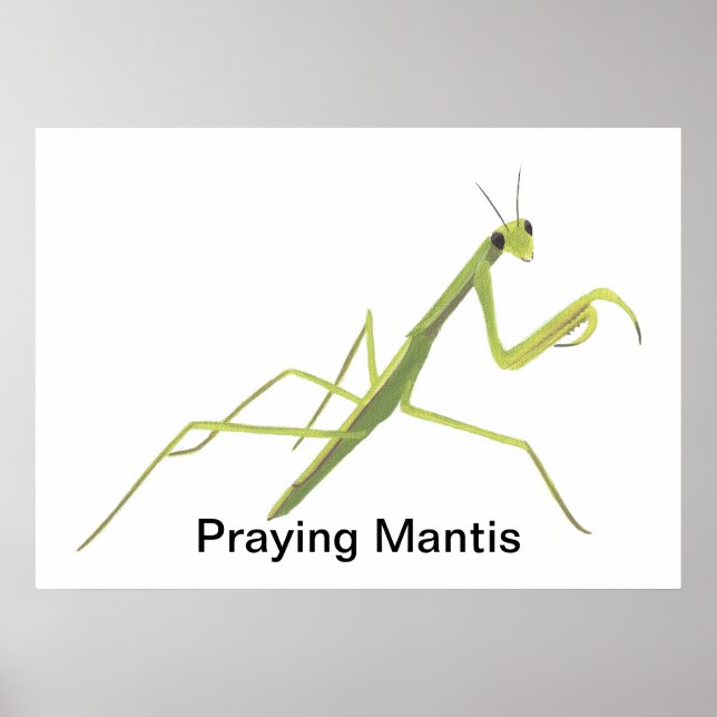 Praying Mantis Painting Anpassningsbar Poster (Framsidan)