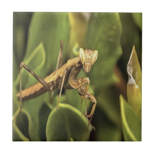 Praying Mantis Porträtt Insekt Art Kakelplatta