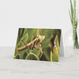 Praying Mantis Porträtt Insekt Art Kort