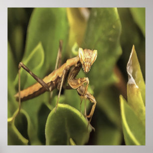 Praying Mantis Porträtt Insekt Art Poster