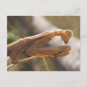 Praying Mantis Postcard Vykort