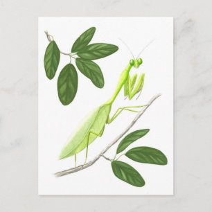 Praying Mantis Postcard Vykort
