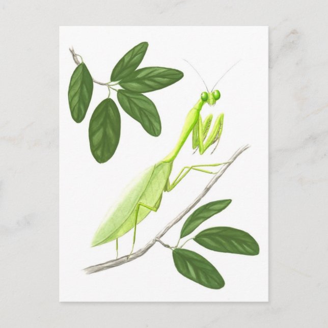 Praying Mantis Postcard Vykort (Framsida)