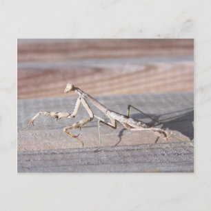 Praying Mantis Postcard Vykort