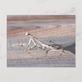 Praying Mantis Postcard Vykort
