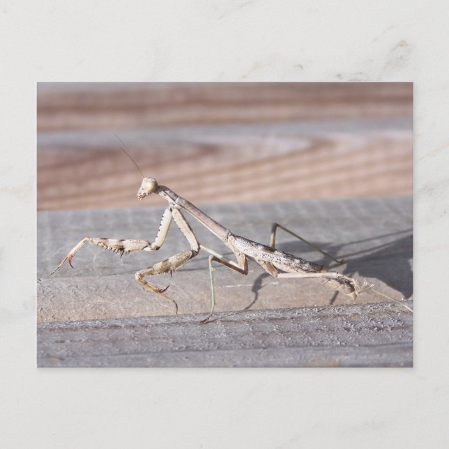 Praying Mantis Postcard Vykort (Framsida)