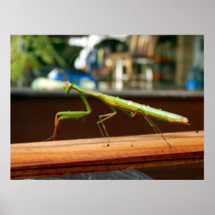 Praying Mantis Poster