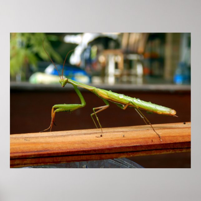 Praying Mantis Poster (Framsidan)