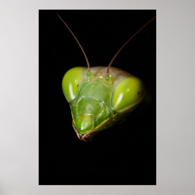 Praying mantis poster (Framsidan)