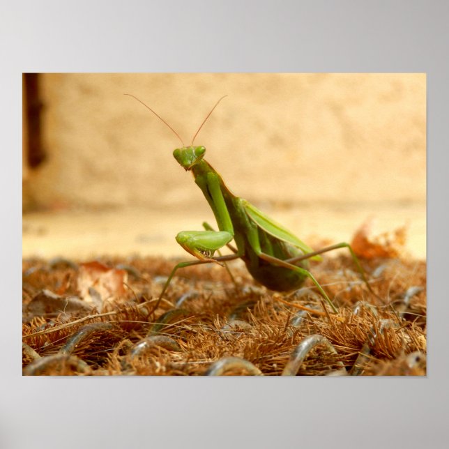 Praying Mantis Poster (Framsidan)
