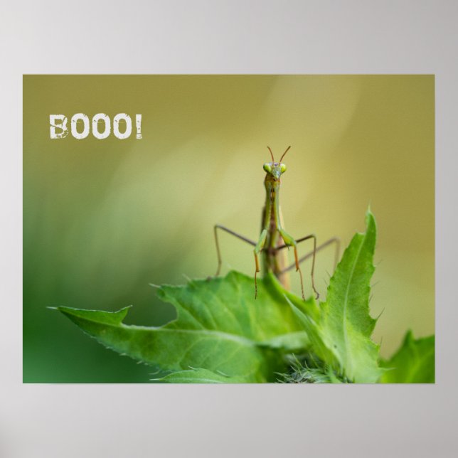 Praying mantis poster (Framsidan)