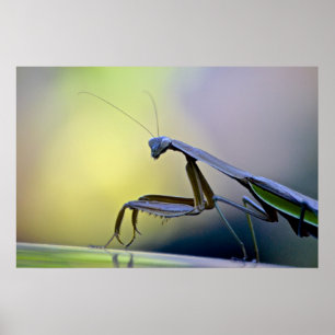Praying Mantis Poster