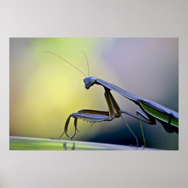 Praying Mantis Poster (Framsidan)