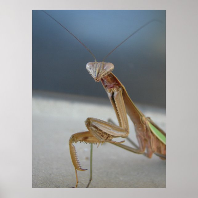 Praying Mantis Poster (Framsidan)