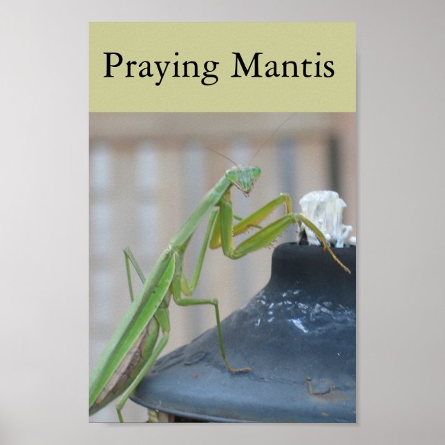 Praying Mantis Poster (Framsidan)