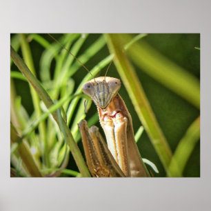 Praying Mantis Poster