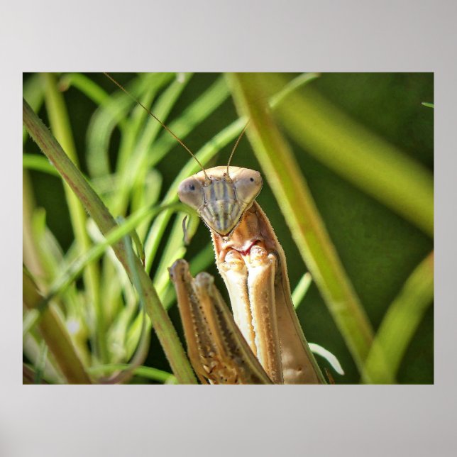 Praying Mantis Poster (Framsidan)