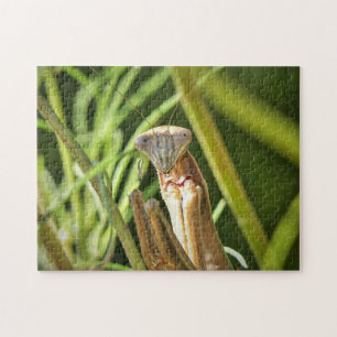 Praying Mantis Pussel