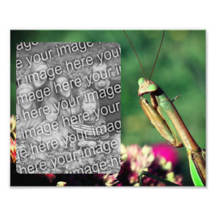 Praying Mantis Ram Skapa din egen 8 x 10 Fototryck