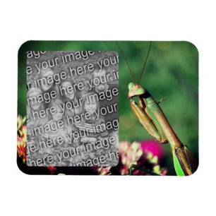 Praying Mantis Ram Skapar ditt eget foto Magnet