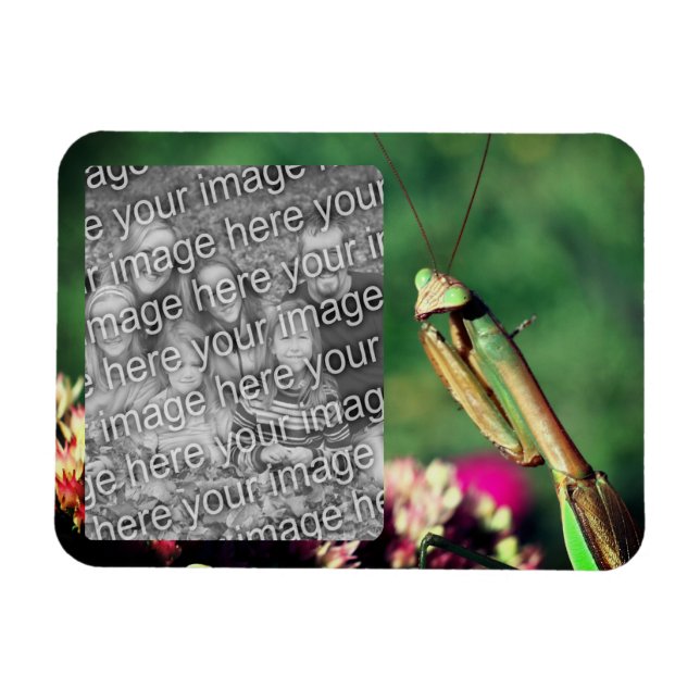 Praying Mantis Ram Skapar ditt eget foto Magnet (Horisontell)