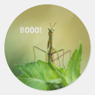 Praying mantis runt klistermärke