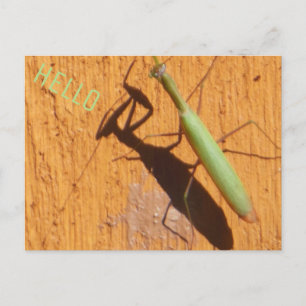Praying Mantis Silhouette Vykort