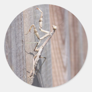 Praying Mantis Sticker Runt Klistermärke