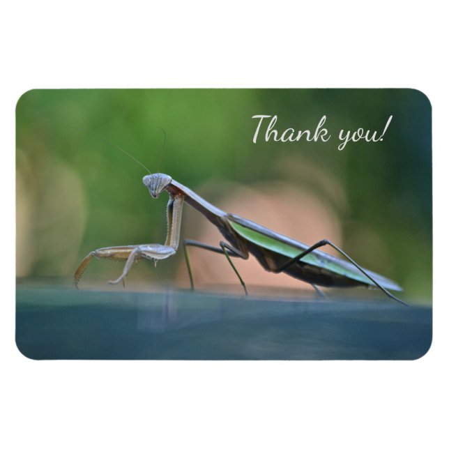 Praying Mantis Tack Magnet (Horisontell)
