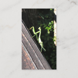 Praying Mantis  Visitkort