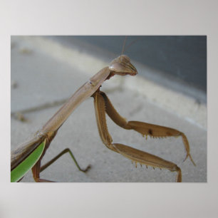 Praying Mantis Visits Bibliotek Poster