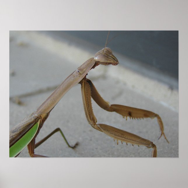 Praying Mantis Visits Bibliotek Poster (Framsidan)