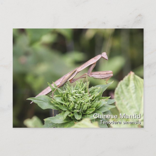 Praying Mantis Vykort (Framsida)