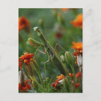 Praying Mantis Vykort