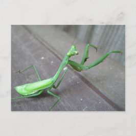 Praying Mantis Vykort