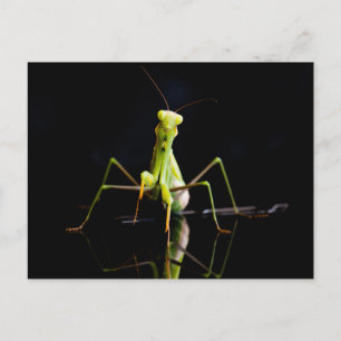 Praying mantis vykort