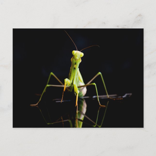 Praying mantis vykort (Framsida)