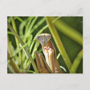 Praying Mantis Vykort