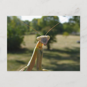 Praying Mantis Vykort