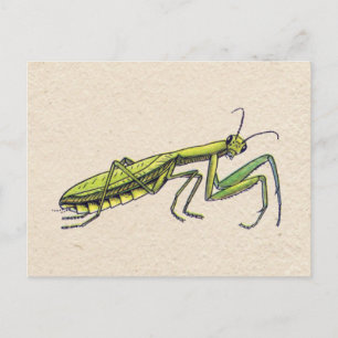 Praying Mantis Vykort