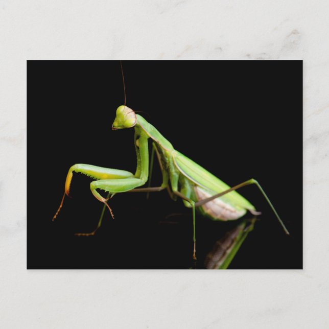 Praying mantis vykort (Framsida)