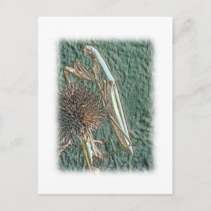 Praying Mantis Vykort