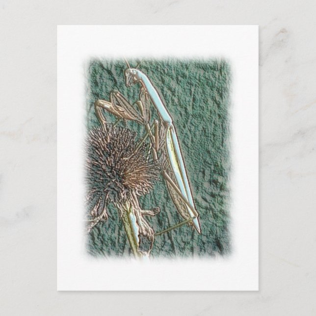 Praying Mantis Vykort (Framsida)